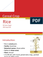 Rice Crop Guide - Nutritious Grain's Cultivation, Uses & History
