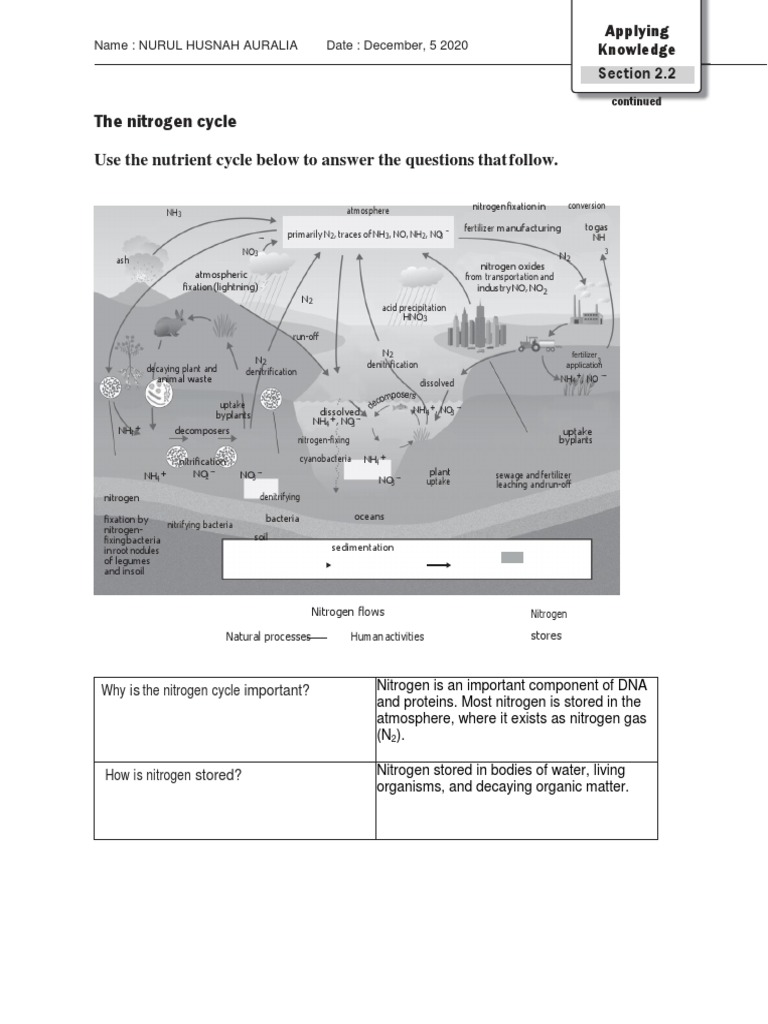 Nitrogen Cycle | PDF | Nitrogen | Nitrate
