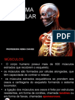 03 Aula Sistema Muscular