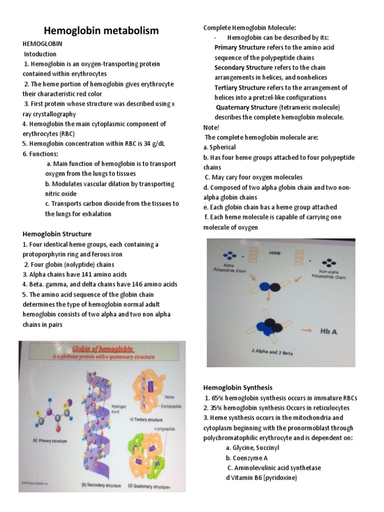 Hemoglobin Metabolism | Download Free PDF | Hemoglobin | Red Blood Cell