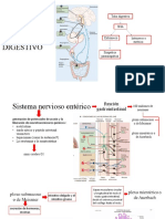 Inervacion Del Tubo Digestivo