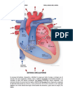 Partes Del Corazón y Sus Funciones