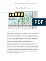 Caracteristicas de la planta - Maize