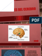 Partes Del Cerebro