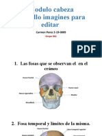 Cabeza y Cuello Anatomia 1