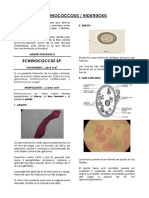 Echinococcosis y Himenolepiasis