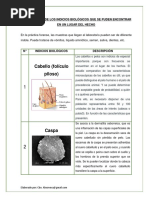 Clasificación de Los Indicios Biológicos - Alesmeva