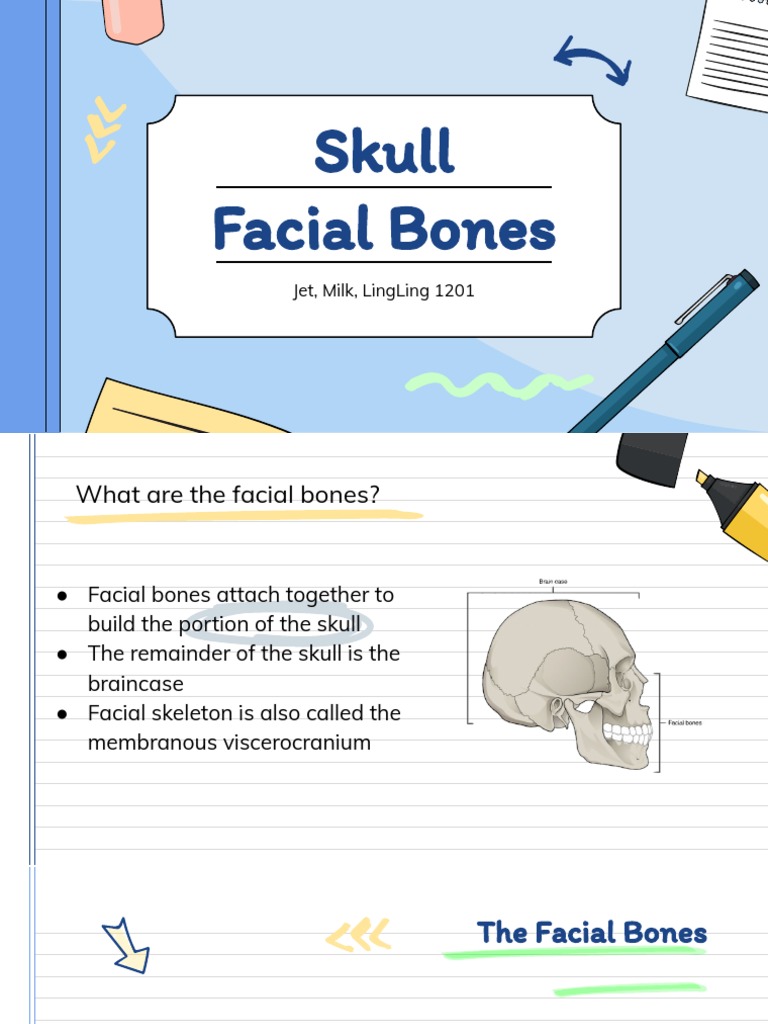 Overview of Facial Bones Structure | PDF | Skull | Planets