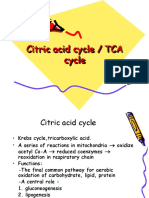 Citric Acid Cycle / TCA Cycle