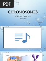 Chromosomes Powerpoint