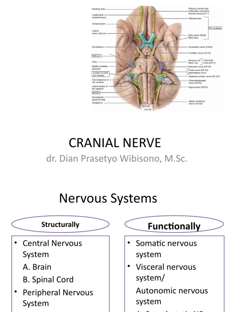 Cranial Nerve: Dr. Dian Prasetyo Wibisono, M.SC | PDF | Nervous System ...