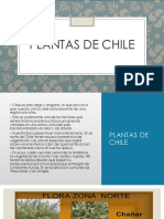 Plantas CHILE