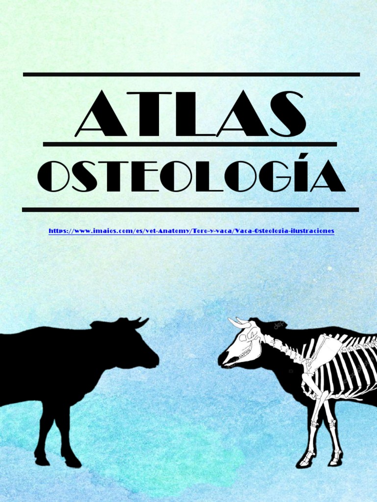 Atlas Equino Osteología Pdf Vértebra Cráneo