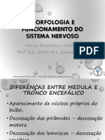 Aula 04 Tronco Encefálico e Cerebelo