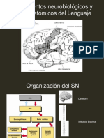 Clase 1 - Trastornos Del Lenguaje y Habla Adulto