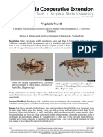 Vegetable Weevil: Description Adult Weevils Are A Dull, Gray-Brown Color, and About 6-8 MM (0.25-0.32 Inch) Long