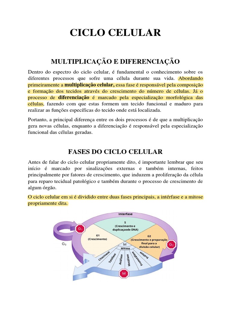 Ciclo Celular | PDF | Mitose | Ciclo de célula