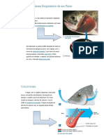 Sistema Respiratório Do Peixe