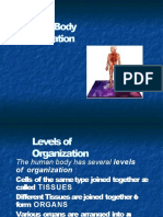 Human Body Organization