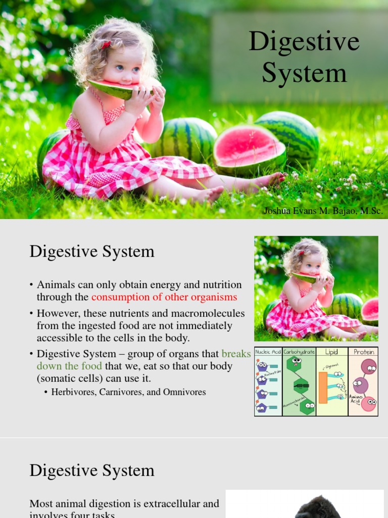 Biology 2 Lecture 6 - Digestive System | PDF | Human Digestive System ...