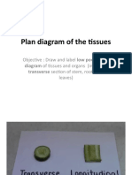 Plan Diagram of The Tissues 2