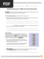 Student Exploration: RNA and Protein Synthesis