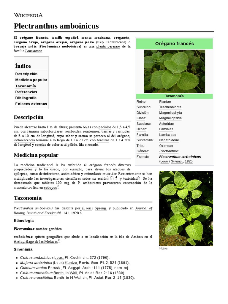 Plectranthus Amboinicus | PDF | Hierbas Medicinales Y Hongos | Hierbas ...