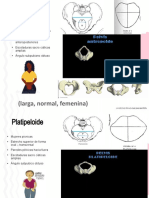 Antropoide y Platipeloide