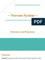 Nervous System Report