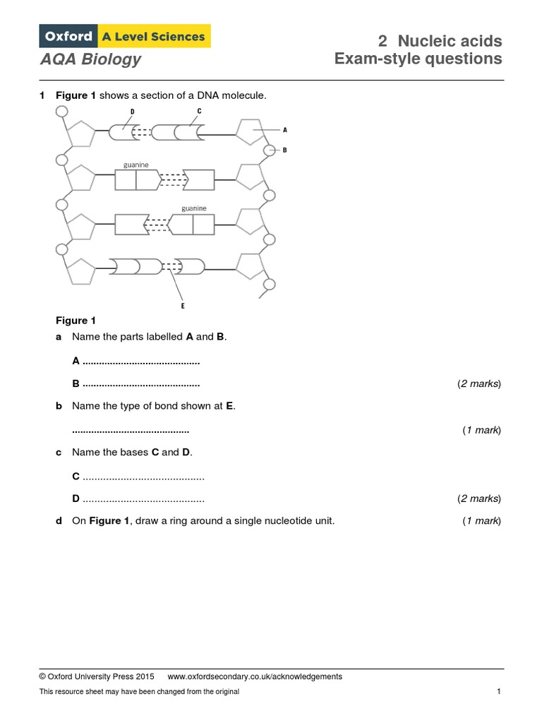 AQA Biology 2 Nucleic Acids ExamStyle Questions PDF Nucleic Acids