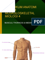 Praktikum Anatomi Sistem Muskuloskeletal Miologi 4: Musculi Thoracis & Abdominis