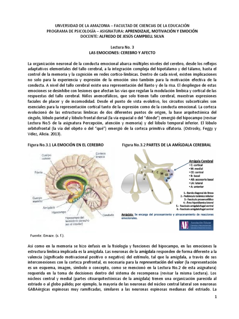 Emociones, Cerebro y Afecto | PDF | Amígdala | Las emociones