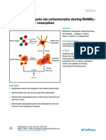 Osteoclasts recycle via osteomorphs during RANKL-stimulated bone resorption