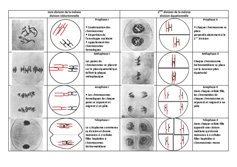 étapes De La Mitose Et De La Méiose