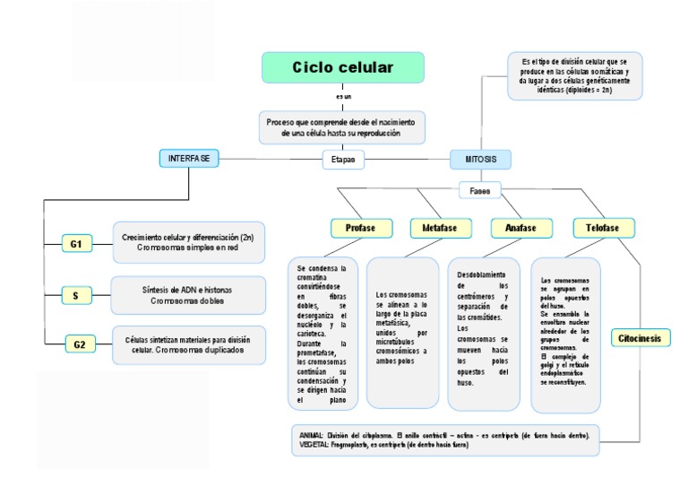 Mapa conceptual de mitosis y ciclo celular | PDF | Mitosis | Bioquímica