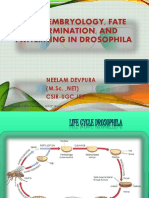 Early Embryology, Fate Determination, and Patterning in Drosophila