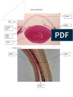 Organ Sensoris