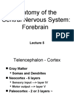 Anatomy of The Central Nervous System: Forebrain