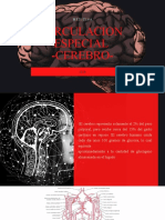 Circulacion Especial - Cerebro