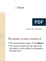 Urinary Sistem: Adibah, DRG., M.Biomed
