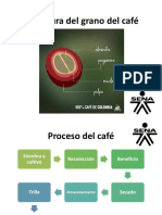 Proceso Del Café