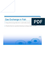 Gas Exchange in Fish