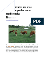 Las mini vacas son más rentables que las vacas tradicionales