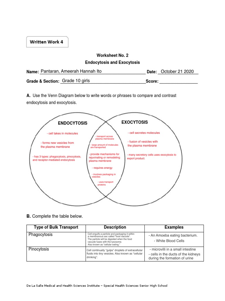 Ww2 Endocytosis Vs Exocytosis Pdf Cell Membrane Vesicle Biology And Chemistry
