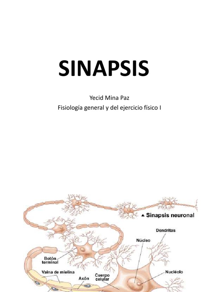 Transmision Sinaptica | PDF | Sinapsis | Sinapsis química