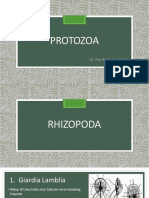 Protozoa - Rhizopoda Ciliata 1615269686