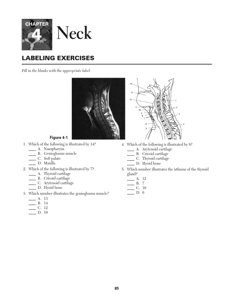 penugasan-neck-pdf-common-carotid-artery-vertebra