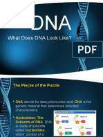 What Does DNA Look Like?