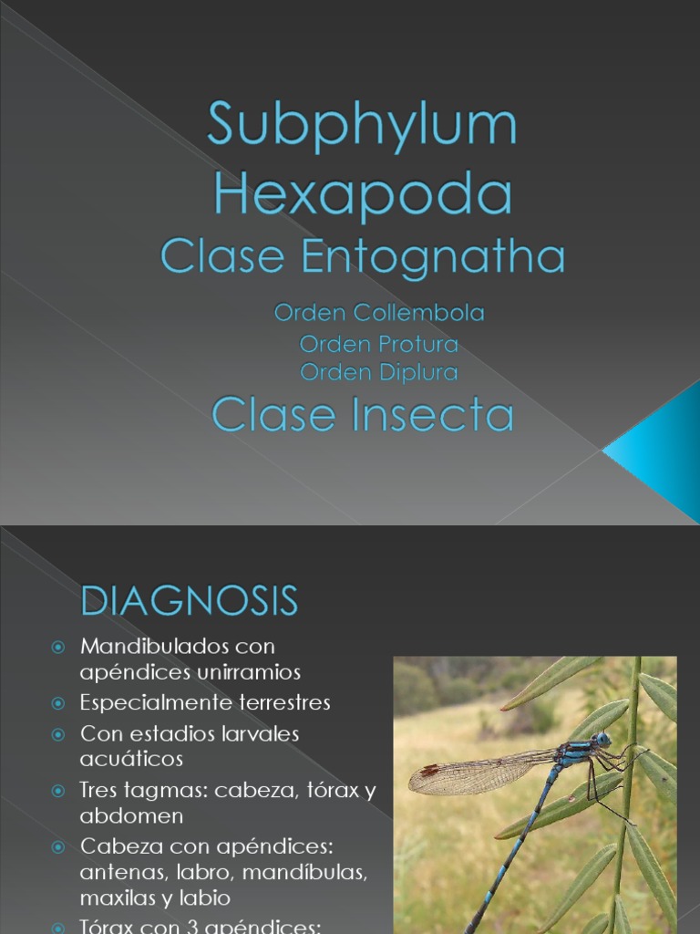 Sistematica de Insectos Unam 2013 | PDF | Insectos | Mosca