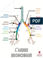 L'arbre Bronchique